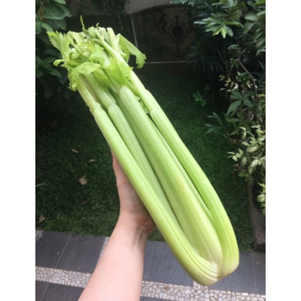 

RB celery stick China 1kg import