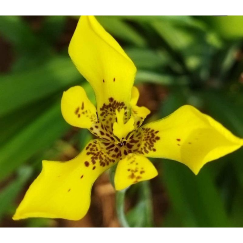 Bunga Iris Yellow / Bunga Airis Kuning