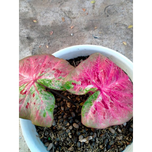 bibit keladi hibrid H02 taelan seriyes