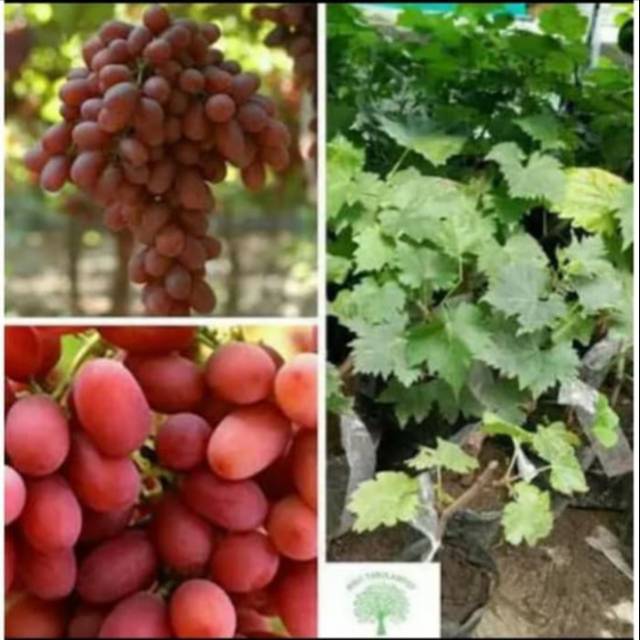 Bibit Anggur Merah RED PRINCE