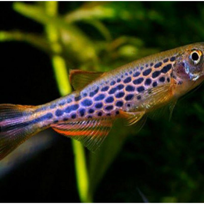 

ikan zebra danio purple leopard