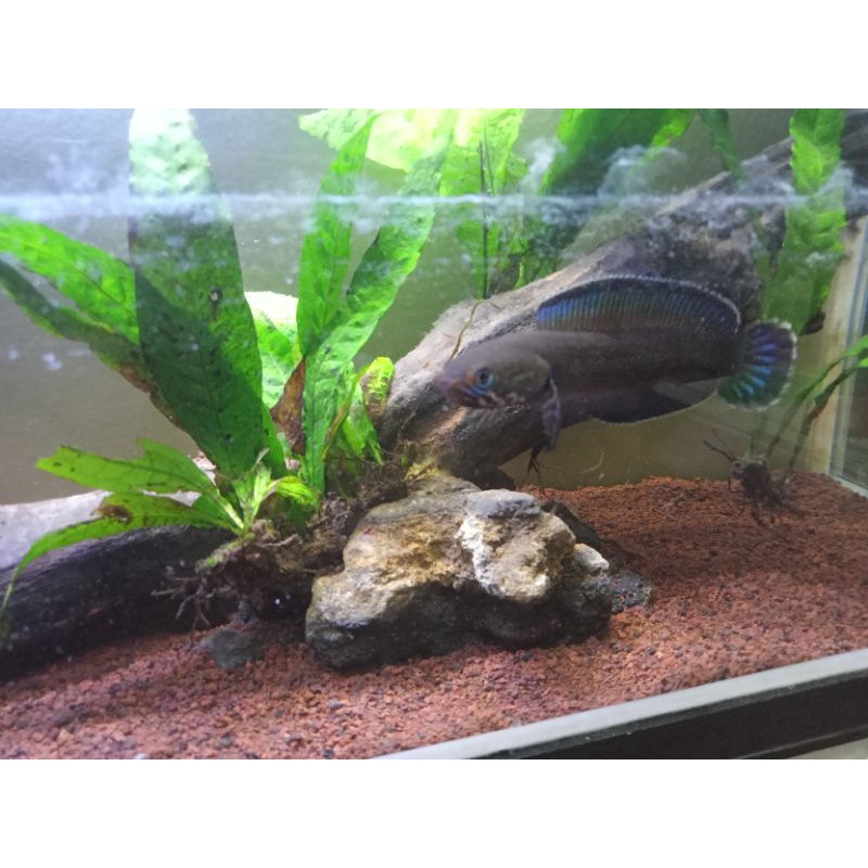 Channa Andrao SZ 5-6cm