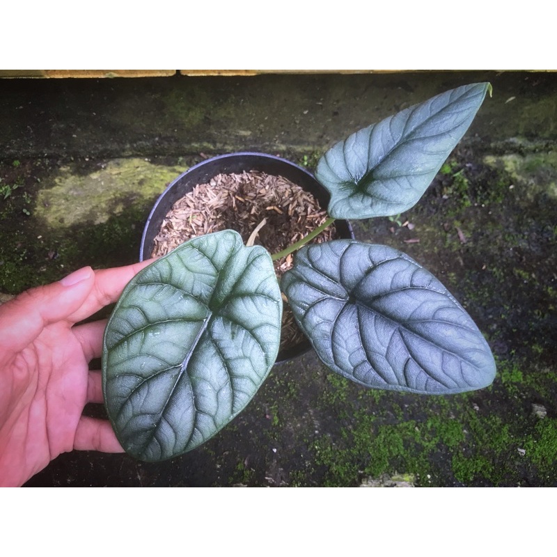 Alocasia dragon moon
