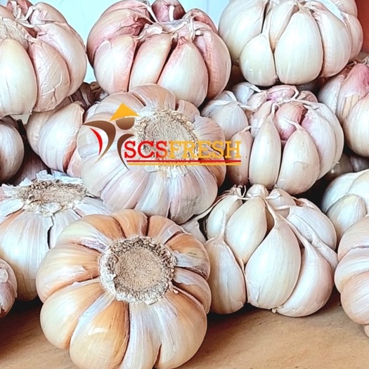 

Bawang Putih Bersih 1 Kg