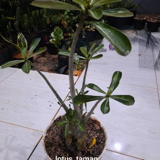 BONSAI ADENIUM OBESUM UKURAN SEDANG-tanaman bonsai adenium obesum