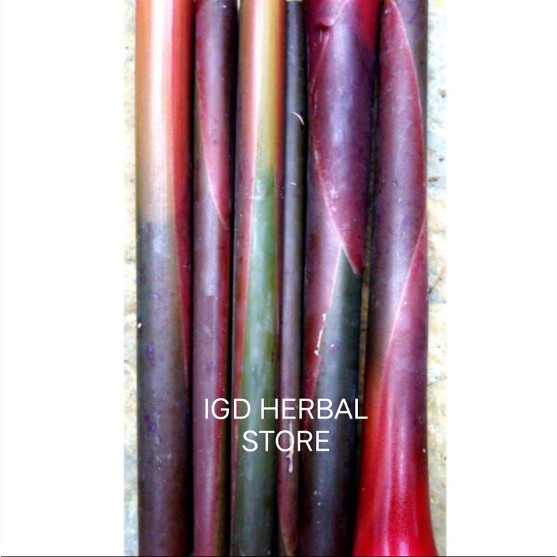 Jual Pohon Kecombrang Merah