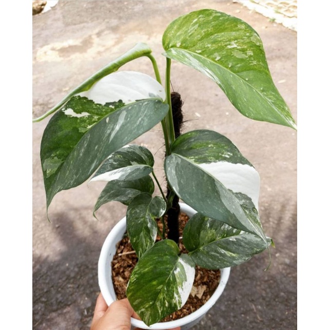 epipremnum pinnatum varigata