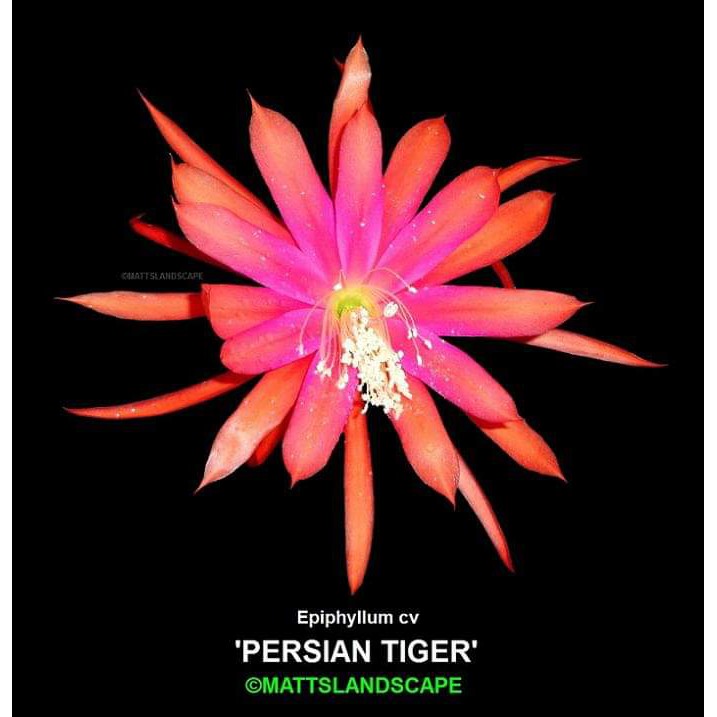 tanaman wijaya kusuma persian tiger Bibit bunga besar Epiphyllum (Bergaransi)