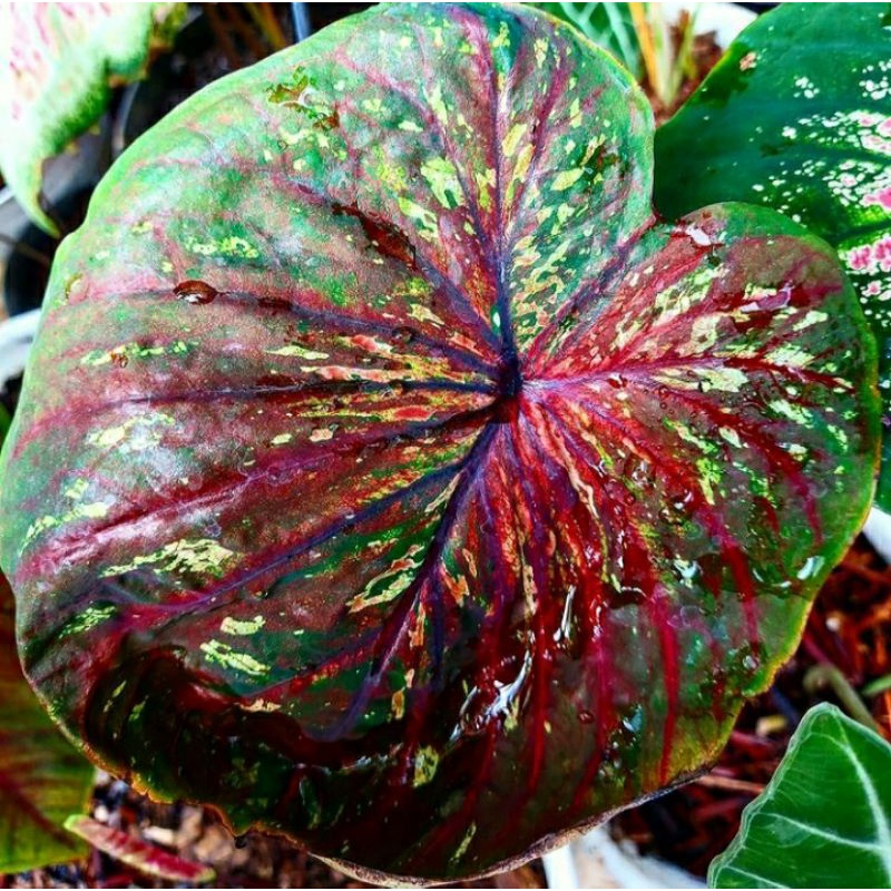 Caladium/Keladi doreng Daun ganda