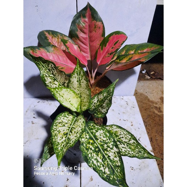 aglonema kochin hibrid & snowhite