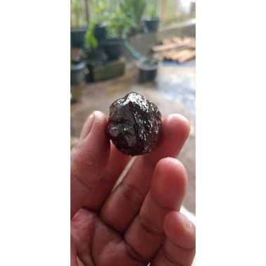 kemiri adu jayanti ori