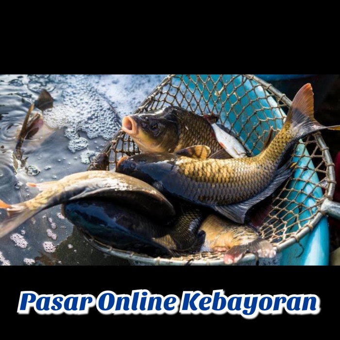 

Ikan Mas Hidup Segar - 1 Kg