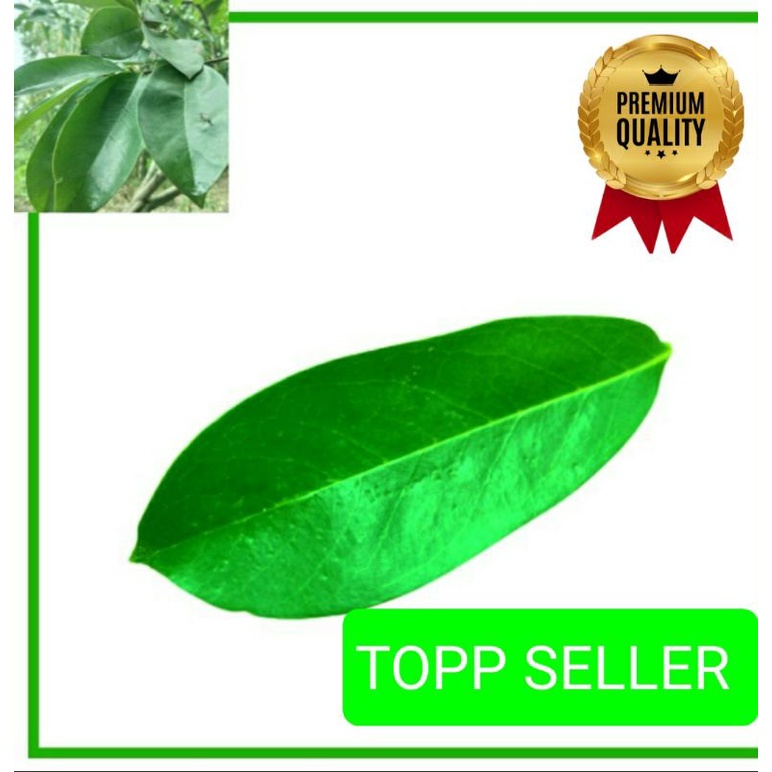 

DAUN SIRSAK FRESH ORGANIK 1000 GRAM (PREMIUM QUALITY)