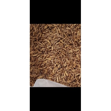 maggot magot kering manggot kering 100gram