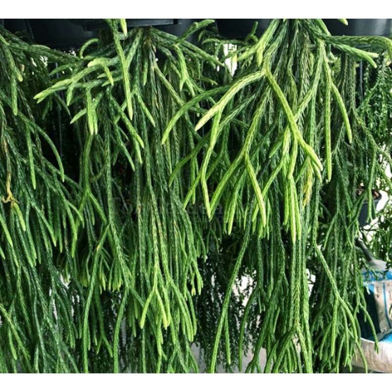 Huperzia Carinata Lycopodium - Ekor Tikus