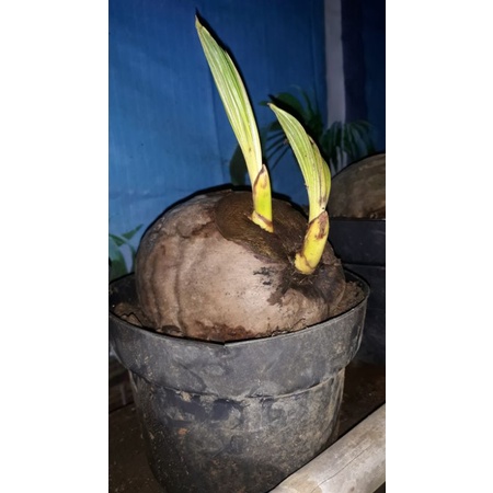 kelapa kembar /tunas 2