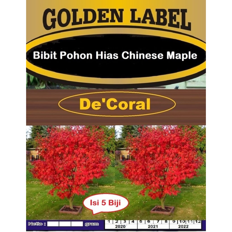 Bibit Pohon Hias Chinese Maple | Benih Pohon Hias Acer |Bibit Maple