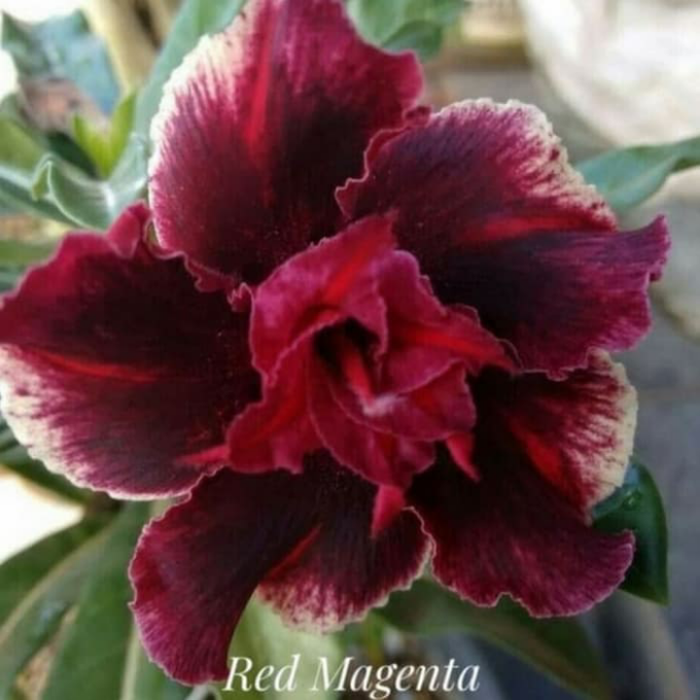 

Bibit bunga Kamboja Adenium Red Magenta