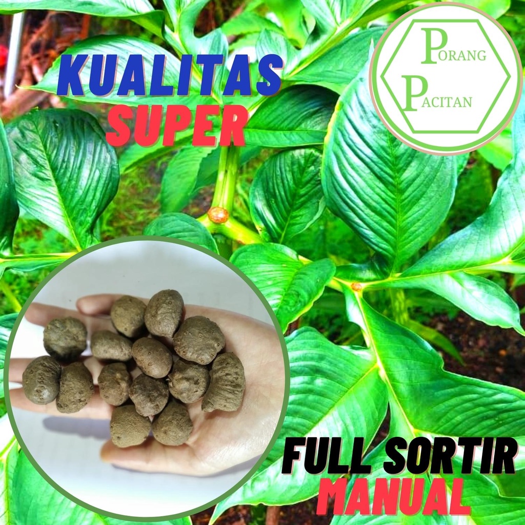 Bibit Porang Bubil /biji Isi 500 per Kg – Asli Dorman Lokal Pacitan – Siap Tanam