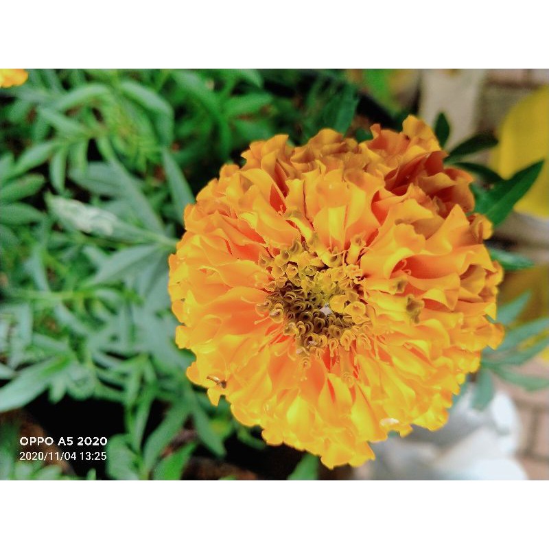

Marigold