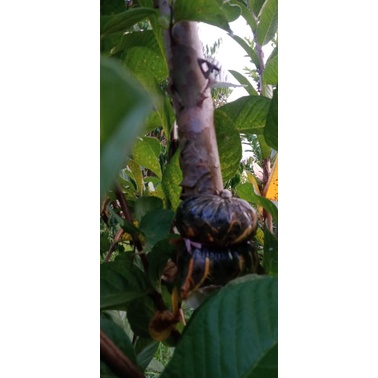 CANGKOK JAMBU KRISTAL MERAH JUMBO BATANG BESAR