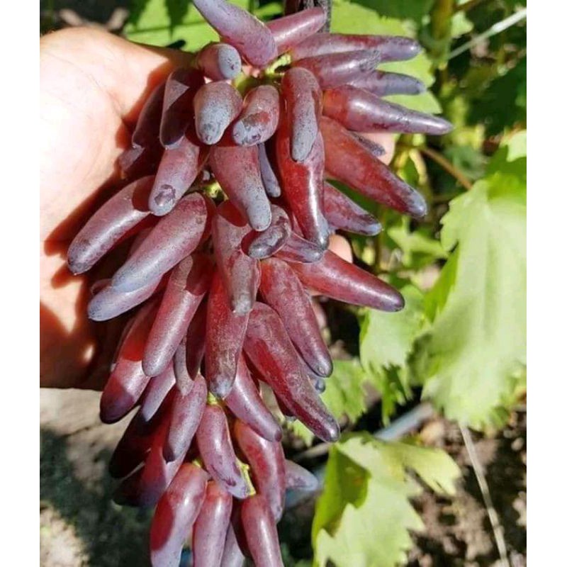 Bibit anggur halloween ukraina (hasil grafting) cepat berbuah