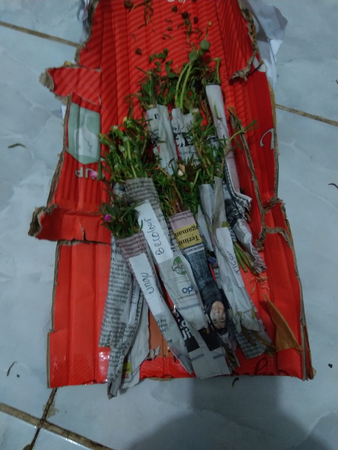 1paket Carnation Lokal