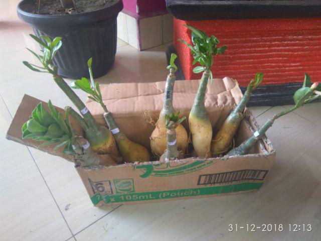 Bibit Bunga Kamboja Jepang