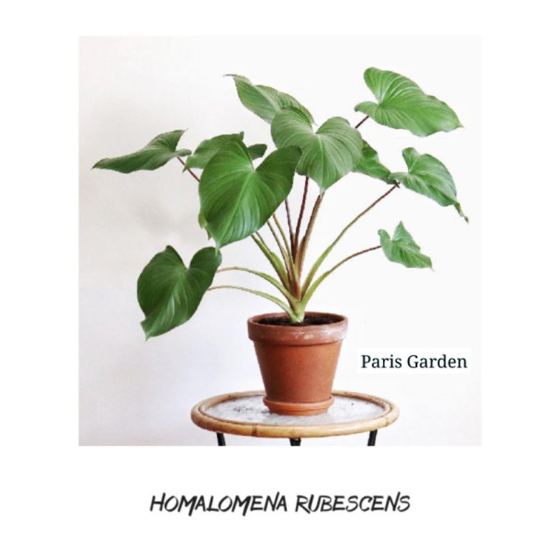 TANAMAN HIAS HOMALOMENA RUBESCENS - TANAMAN HOMALOMENA RUBESCENS