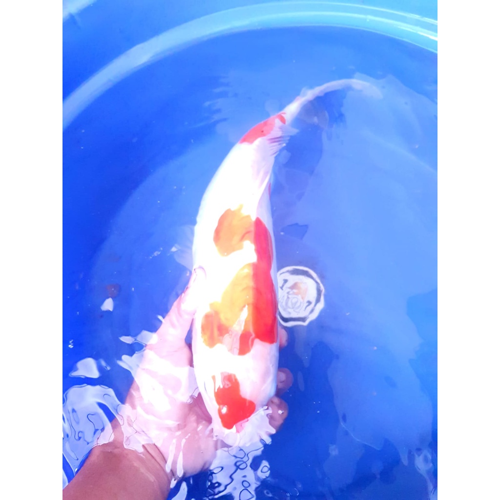 KOHAKU DOITSU 45CM