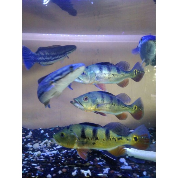 ikan pbass mono 27 28 cm jantan