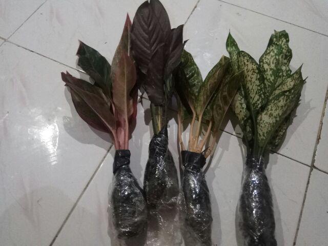 Tanaman Hias Murah 4 Aglonema/paket Aglaonema Hemat Aglo Donacarmen Lipstick Snow White Rotundum