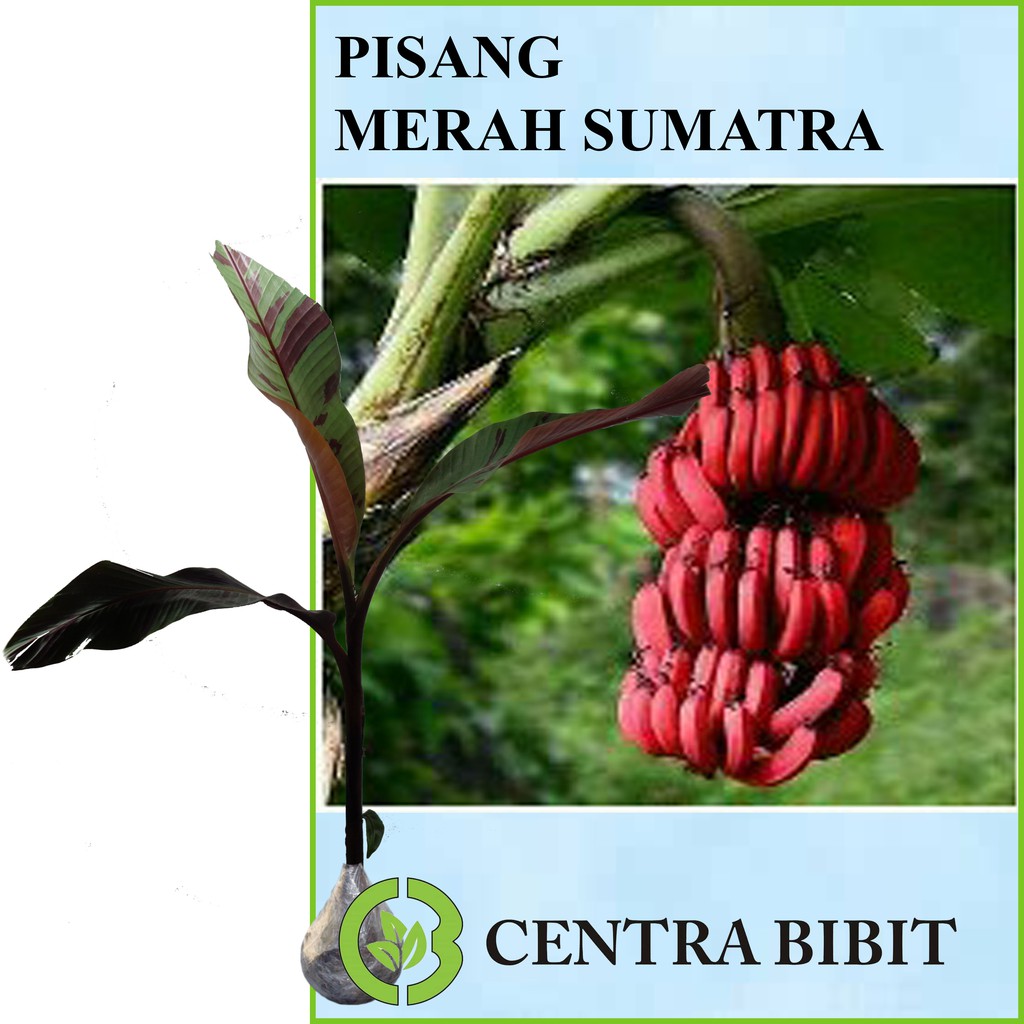 Tanaman Buah Pisang Merah Sumatra