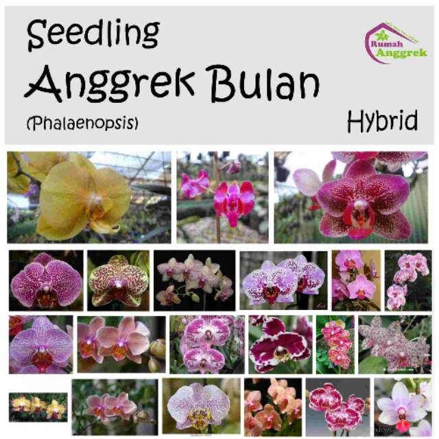 Seedling Anggrek Bulan Phalaenopsis Bibit Hybrid Ph Hibrida8