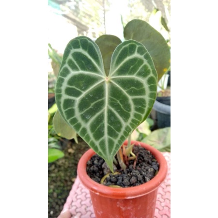 anthurium clarinervium manik merah