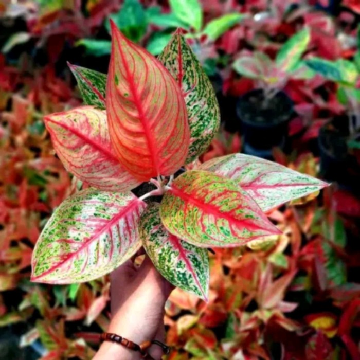 Bibit Bonggol Aglonema Legacy Merah