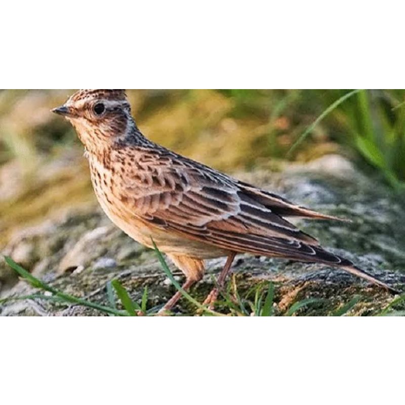 BURUNG BRANJANGAN BAHAN JANTAN