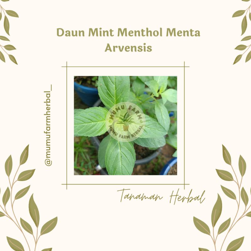 

Daun mint menthol menta arvensis segar perlembar daun segar