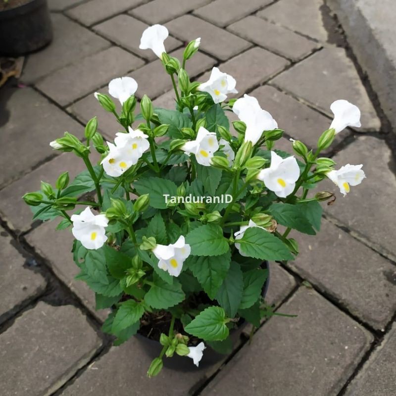 Tanaman Hias Torenia Putih