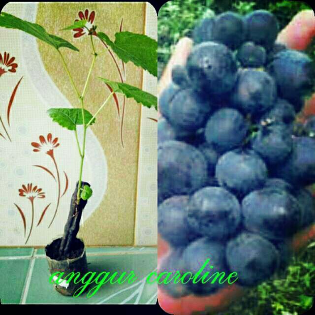 

bibit anggur caroline