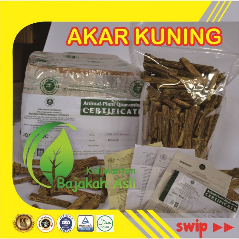 

BAJAKAH AKAR KUNING asli dari Kalimantan