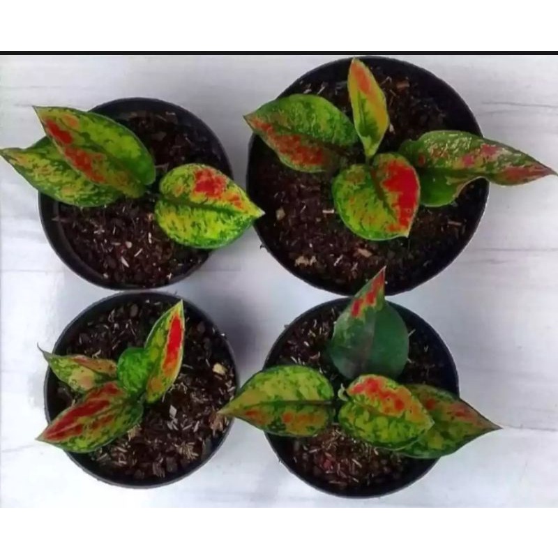 Tanaman Hias Aglonema Heng Heng Anakan Rimbun