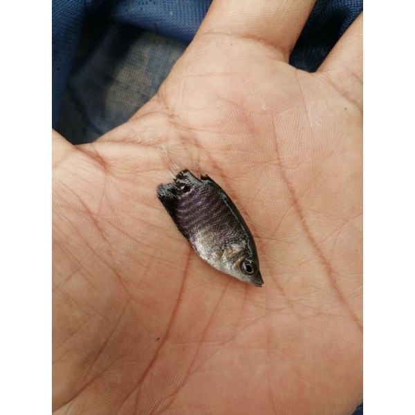 bibit gurame soang ukuran jempol