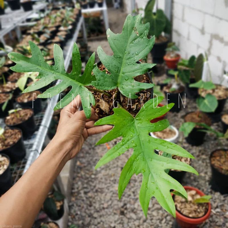 Tanaman hias philodendron mayoi - philodendron mayoi - Philo mayoi