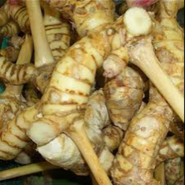 

Lengkuas/lengkuas segar/laos 500 gram