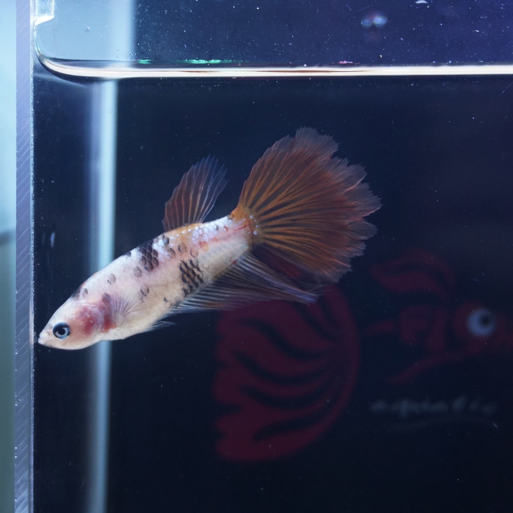 cupang female halfmoon nemo betina 0613