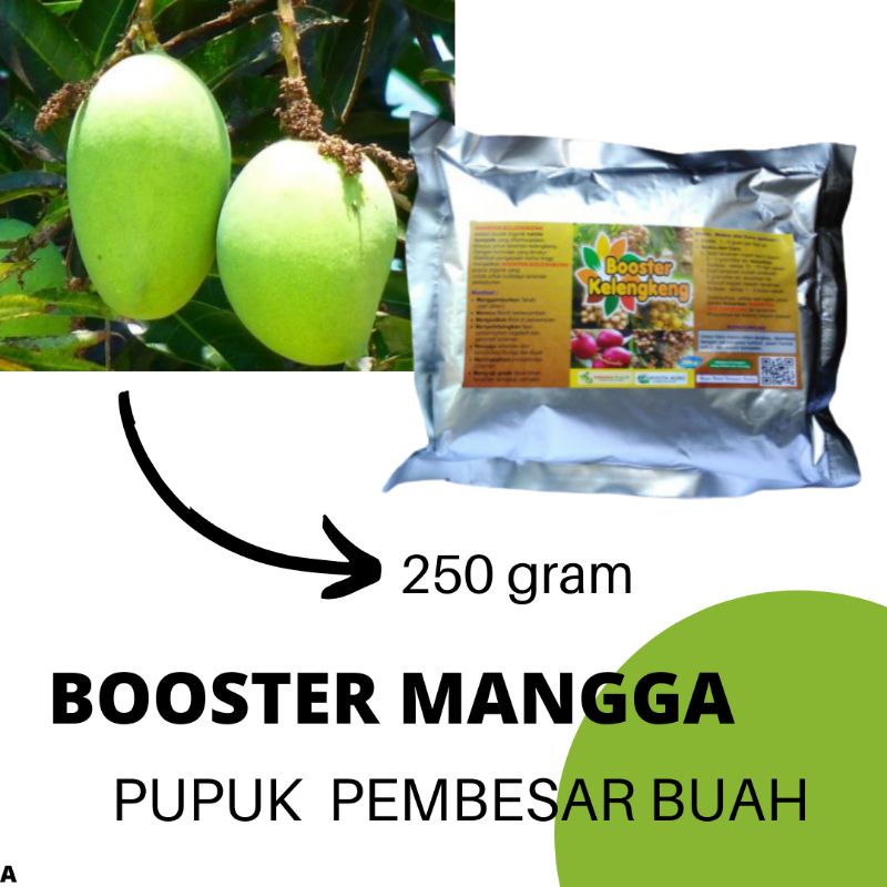 Booster Mangga, Pupuk Mangga Agar Cepat Berbuah