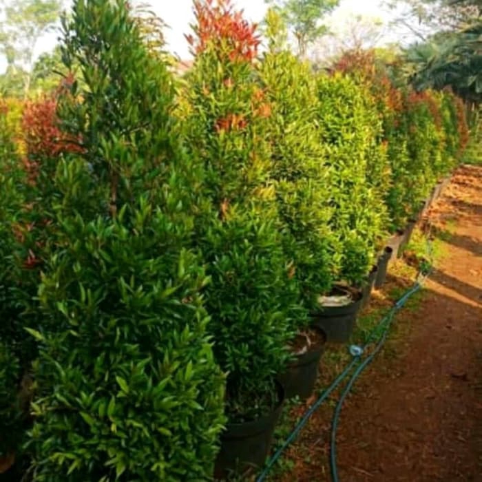 Tanaman hias untuk pagar - pohon pucuk merah tinggi 1,5 meter