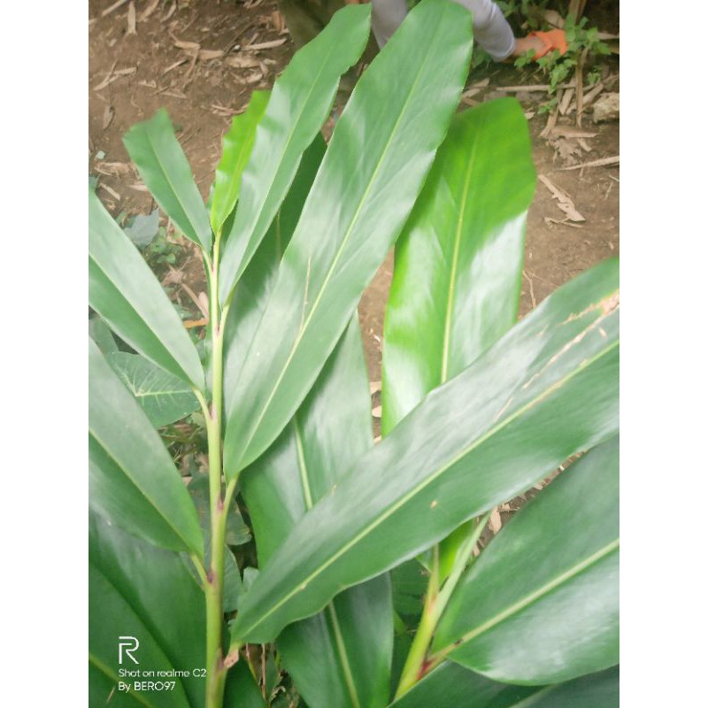 

daun walang rempah segar 250grm