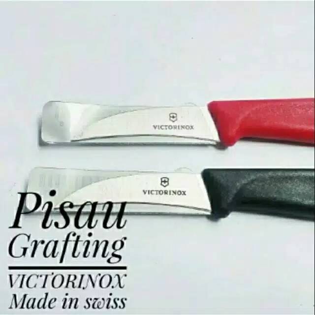 pisau victorinox. pisau grafting stek okulasi cangkok sambung pucuk